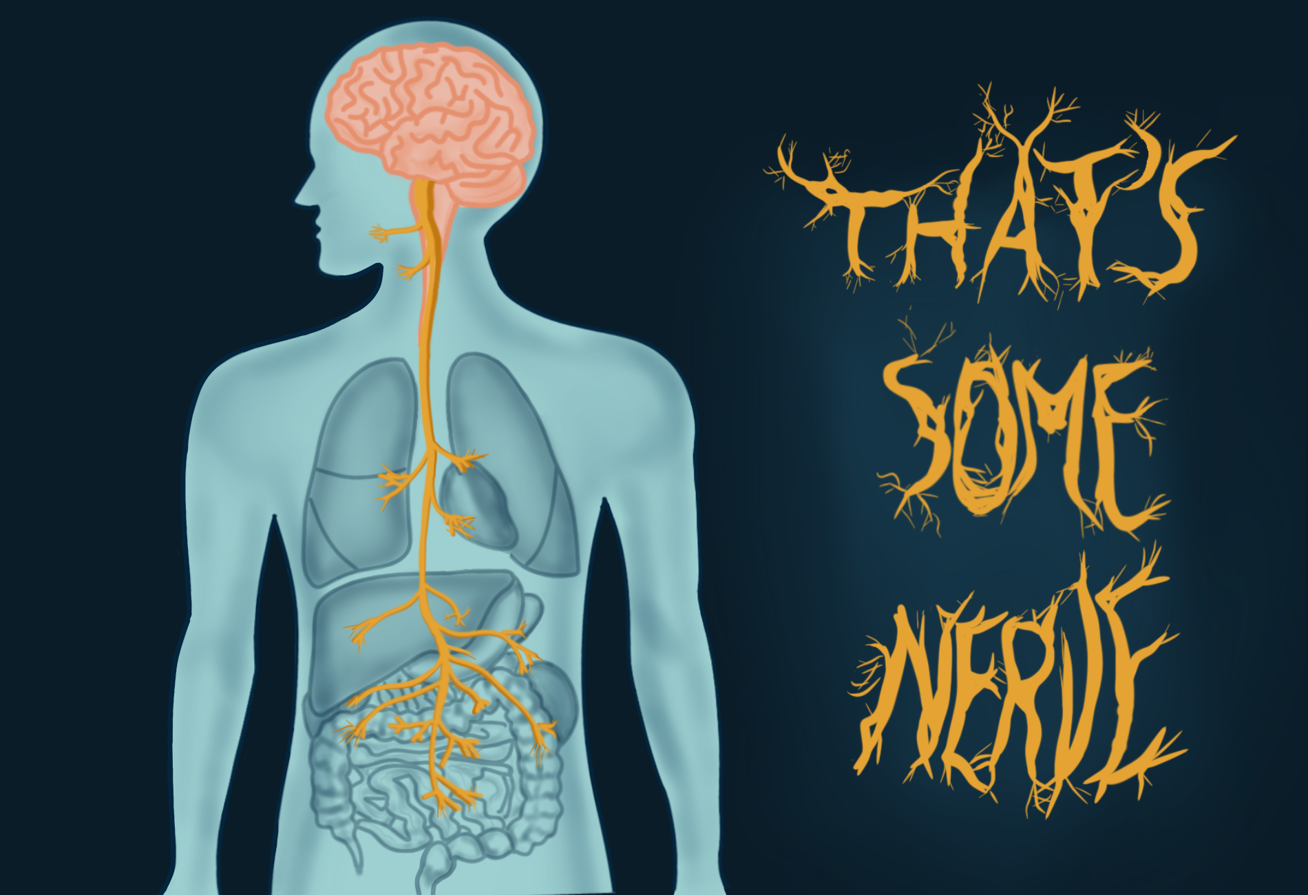 Downplaying the importance of the vagus? You’ve got some nerve!